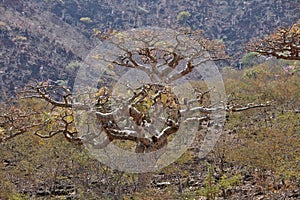 Boswellia tree (Frankincense tree)