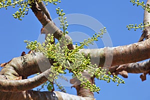 Boswellia tree (Frankincense tree)