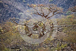 Boswellia tree (Frankincense tree)