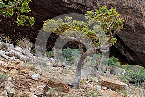 Boswellia tree (Frankincense tree)