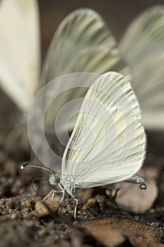 Boswitje, Wood White