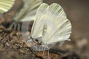 Boswitje, Wood White