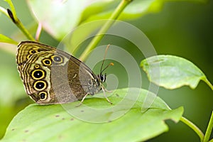 Boszandoog, Woodland Brown, Lopinga achine