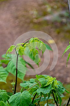 Botaical collection, green leaves of eleutherococcus senticosus or siberian ginseng medicinal plant