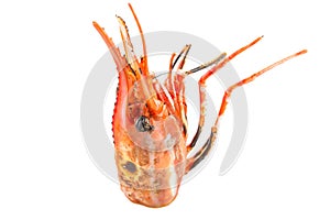 Botan Head Shrimp