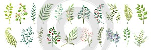Botanic elements. Trendy wild flowers and branches, plants and leaves green collection. Vector vintage greenery floral
