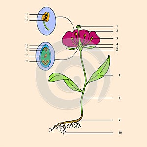 Botanic, flower morphology