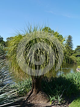 Botanic garden of Adelaide in Australia