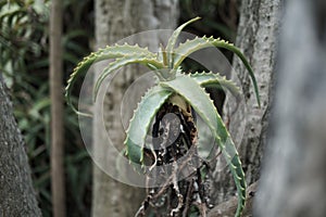 babosa plant in Botanic Garden photo