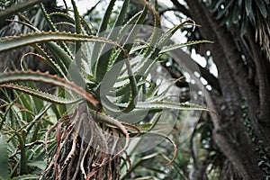 babosa plant in Botanic Garden with roots photo