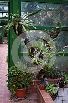 Botanic Garden Greenhouse