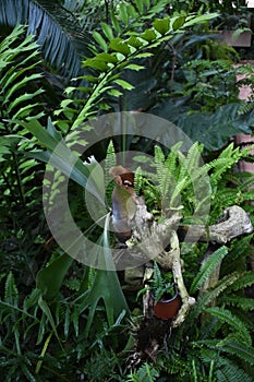 Botanic Garden Greenhouse