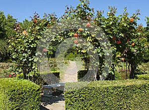 Botanic garden in St. Constantine and Helena resort Ekopark, rosarium, Bulgaria.