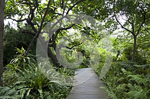 Botanic garden wooden path Taipei