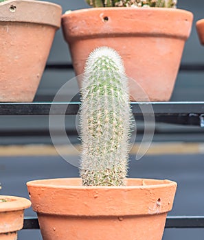 Botanic greenhouse garden, shop. Cultivation Ornamental real cactus in pot row beauty. Green grow cacti prickly flower