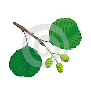Botanic illustration alder tree leaf with nuts photo