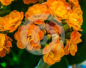 Botanic macro close up shot of a kalanchoe plant with orange blooming tiny flowers