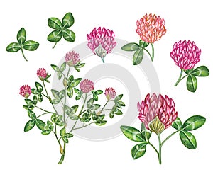 Botanic realistic watercolor hand made illustration of red clover trifolium pratense