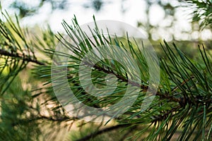 Botanica: fresh green pine branches in a pine forest in Sunny summer day natural background