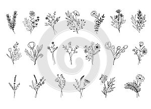 Botanical abstract line arts, hand drawn bouquets of herbs, flowers, leaves and branches