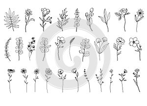 Botanical abstract line arts, hand drawn herbs, flowers, leaves and branches