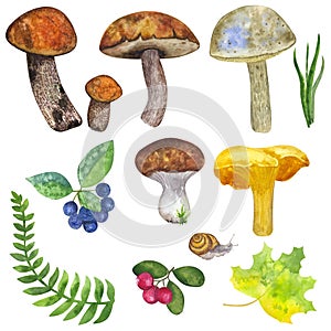 Botanical autumn forest set: edible mushrooms, leaves and berries, fern, snail, grass, cranberry, mountain ash. Hand