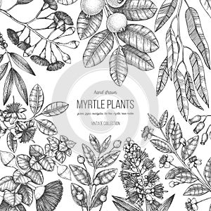 Botanical background with beautiful myrtle plants sketches. Hand drawn feijoa, Eucalyptus, tea tree, guava, myrtus drawings. Exoti