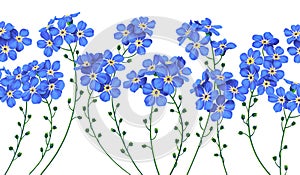 Botanical background with blue forget-me-not flowers.