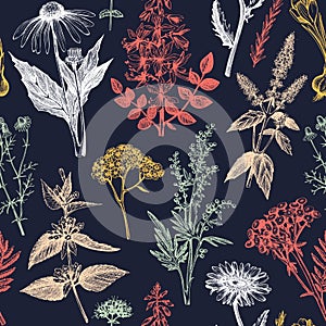 Botanical background with hand drawn spices and herbs. Decorative colorful backdrop with vintage medicinal plants sketches. Herbal