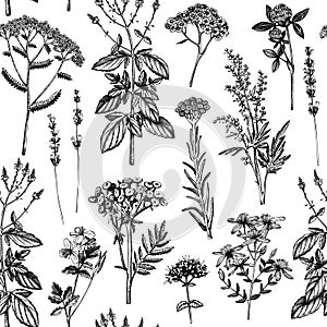 Botanical background with hand drawn spices and herbs. Decorative colorful backdrop with vintage medicinal plants sketches. Herbal