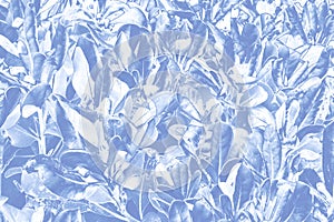 Botanical background made of a lot of young plants with juicy leaves in metal blue tones. Creative layout