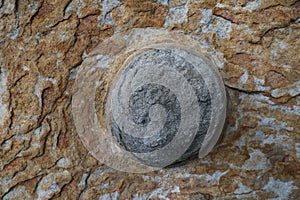 Botanical Beach detail in the rock, Vancouver Island, British Columbia Canada