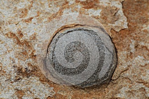 Botanical Beach detail in the rock, Vancouver Island, British Columbia Canada