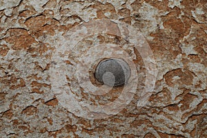 Botanical Beach detail in the rock, Vancouver Island, British Columbia Canada