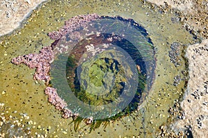 Botanical Beach Tide Pool in Rock