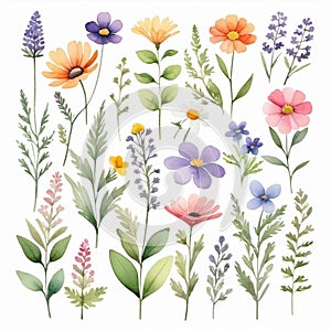 Botanical Bliss, Watercolor, Wildflowers, Clip Art