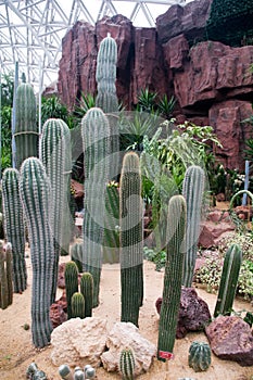 Botanical cactus