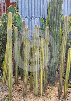 Botanical Cactus desert plant in the garden park and outdoor - Decorative garden - image from Bangkok thailand