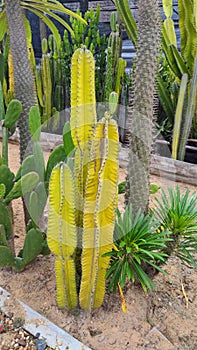 Botanical Cactus desert plant in the garden park and outdoor - Decorative garden - image from Bangkok thailand