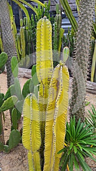 Botanical Cactus desert plant in the garden park and outdoor - Decorative garden - image from Bangkok thailand