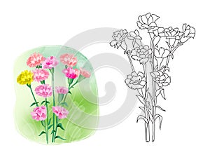 Botanical cartoon illustration for coloring - carnation flower, color illustration and black and white