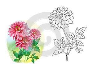 Botanical cartoon illustration for coloring - dahlia flower, color illustration and black and white