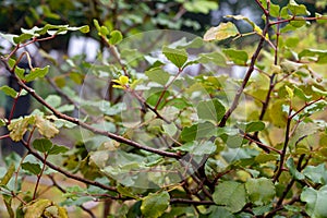 Botanical collection, ceratonia siliqua or carob tree