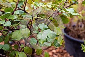 Botanical collection, ceratonia siliqua or carob tree