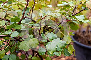 Botanical collection, ceratonia siliqua or carob tree