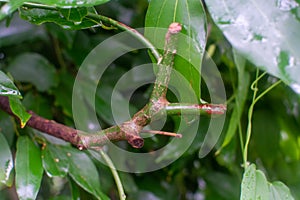 Botanical collection, Cinnamomum, green tropical Indonesian cinnamon tree, source of aromatic cinnamon sticks