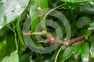 Botanical collection, Cinnamomum, green tropical Indonesian cinnamon tree, source of aromatic cinnamon sticks