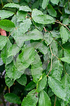 Botanical collection, Cinnamomum, green tropical Indonesian cinnamon tree, source of aromatic cinnamon sticks