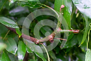 Botanical collection, Cinnamomum, green tropical Indonesian cinnamon tree, source of aromatic cinnamon sticks