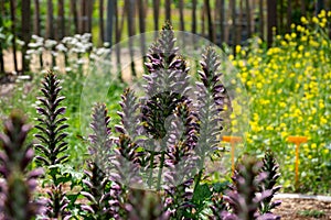 Botanical collection of decorative garden plants and herbs, Acanthus mollis, or bear`s breeches, sea dock or oyster plant